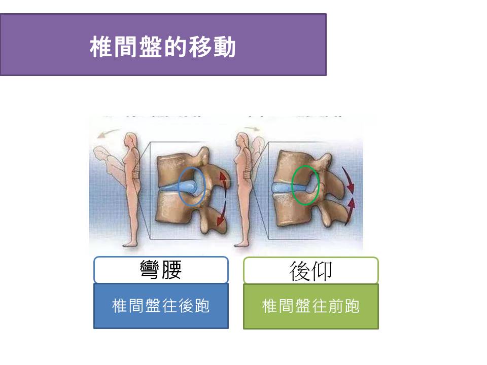 脊椎活動椎間盤的活動情形