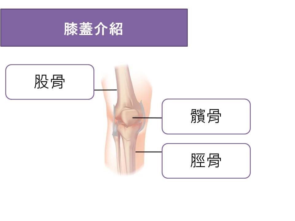 膝關節的解頗構造