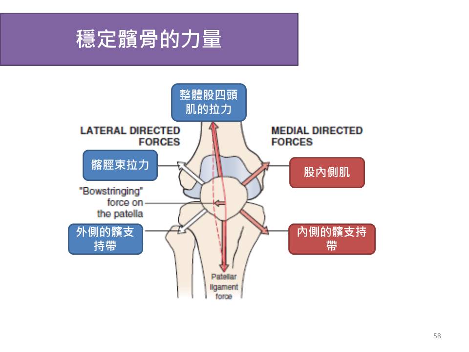 髕骨周圍拉力的分布