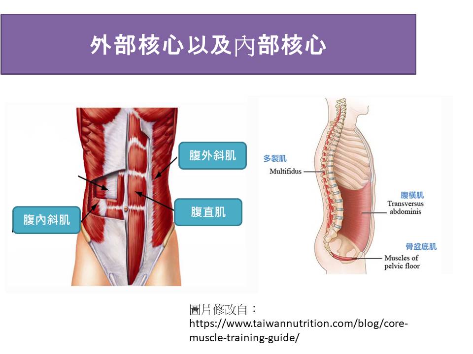 外部核心肌群與內部核心肌群