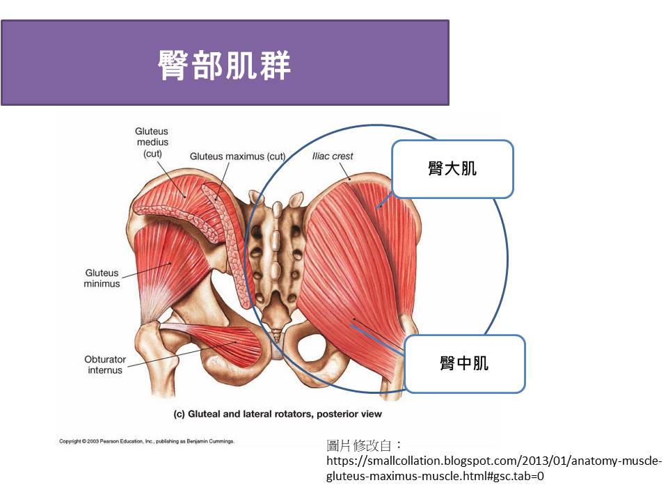 臀部肌群的解剖位置